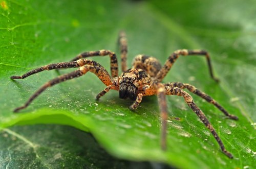 How Dangerous is the Wolf Spider’s Bite?