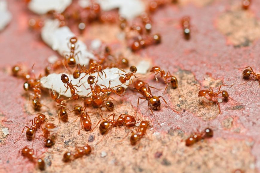 How Ant Colonies Grow