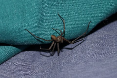 Keeping Spiders Out of Your Home: A Comprehensive Guide