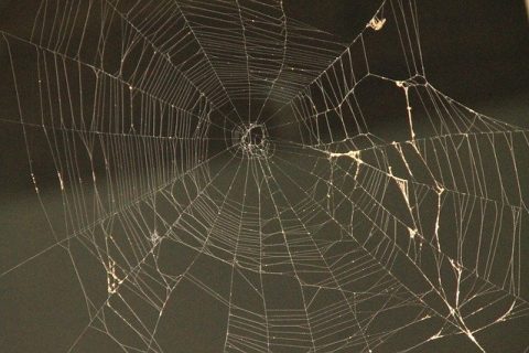 TIPS FOR SPIDER PROOFING YOUR HOME