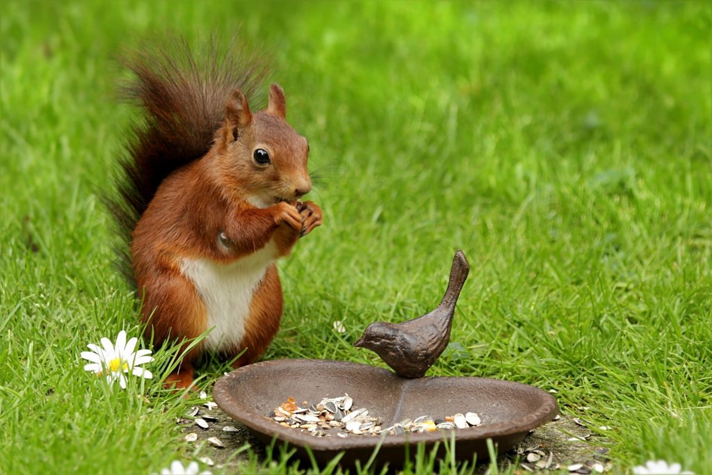 How To Keep Squirrels Out Of Your Attic Welcome To The Squirrel Lover S Club