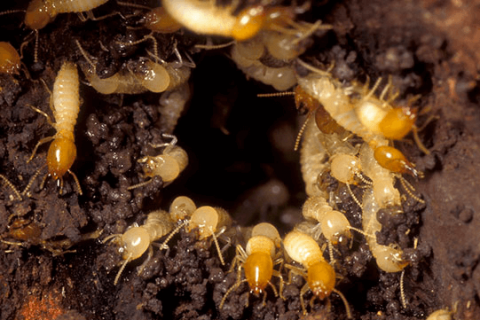 How Do Native Subterranean Termites, Drywood Termites, And Invasive Formosan Subterranean Termites Differ In How They Establish Infestations?
