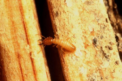 Understanding Termites As Social Creatures