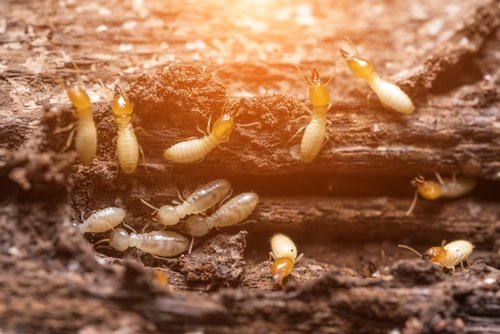 THE TOP 10 FREQUENTLY ASKED QUESTIONS ABOUT TERMITES