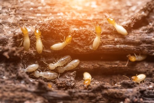 Several Termite Species Infest Structures In Houston