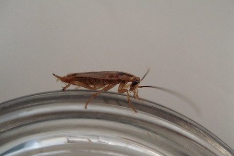Roach Rage: Where There’s Moisture, There’s Cockroaches