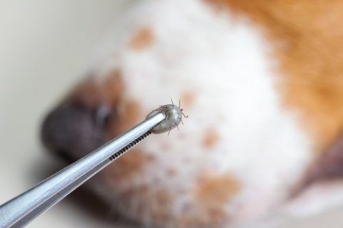 What is the Difference Between Ticks and Fleas