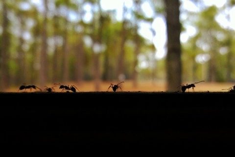 Where Do Ants Hide Out & How Do They Get In Your House?