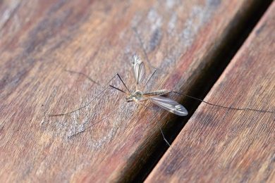 why-mosquitoes-are-attracted-to-you